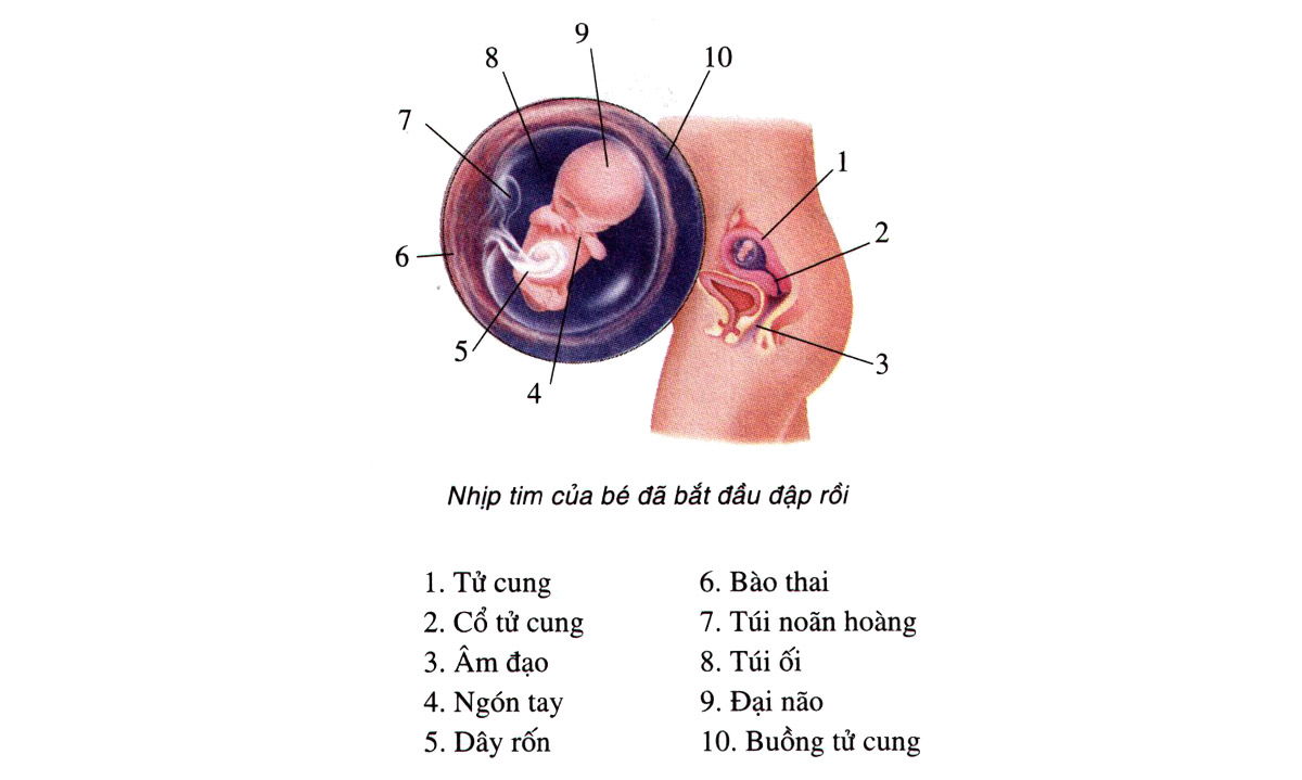 Sự phát triển của thai nhi tuần 10