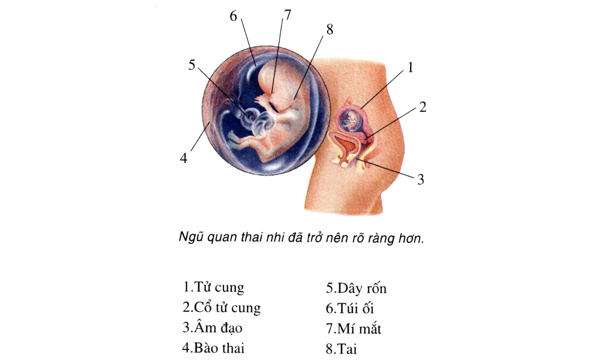 Sự phát triển của thai nhi tuần 12