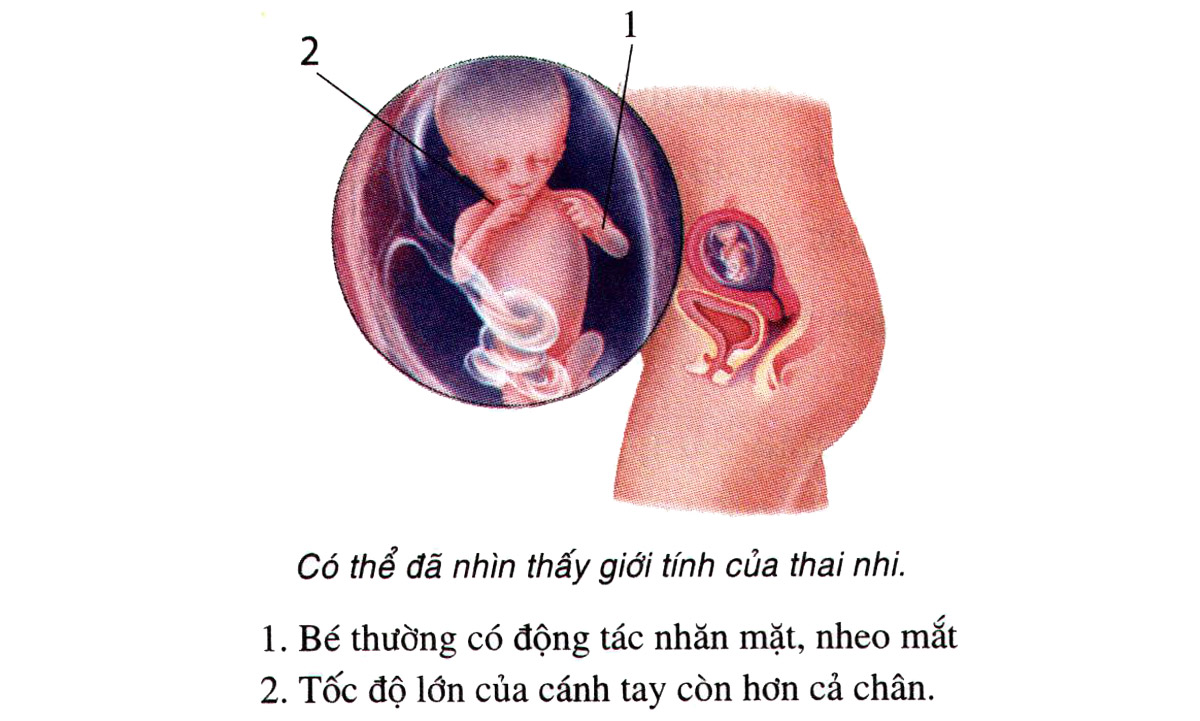 Sự phát triển của thai nhi tuần 14