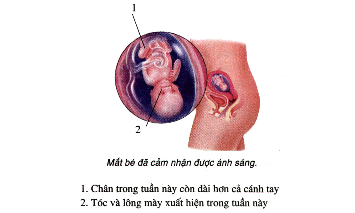 Sự phát triển của thai nhi tuần 15