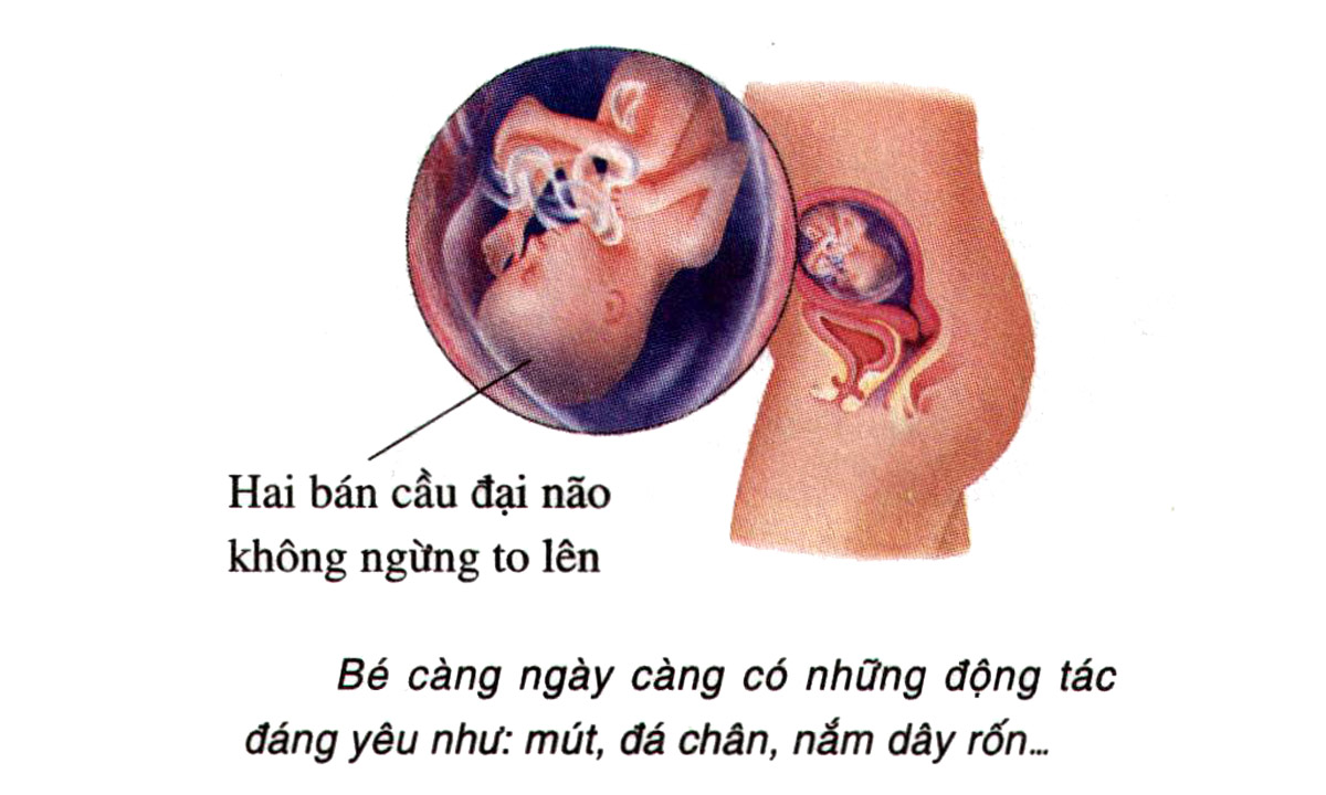 Sự phát triển của thai nhi tuần 18