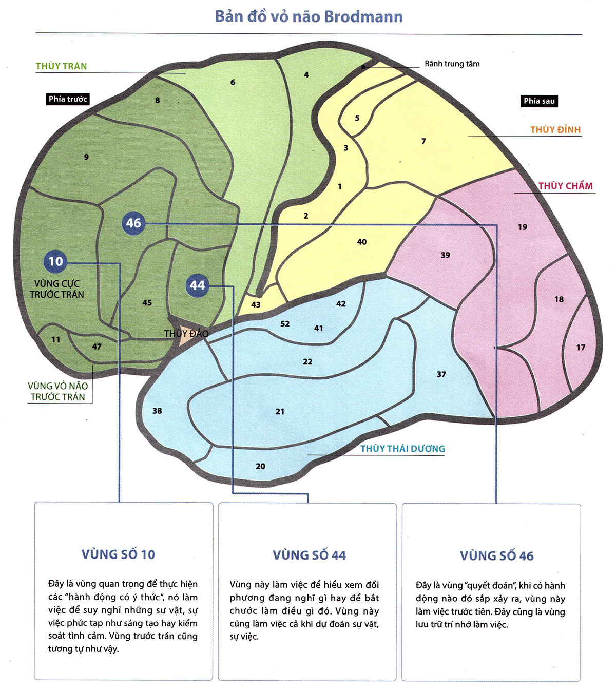 Bản đồ vỏ não