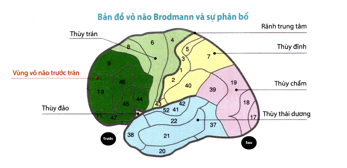 Bản đồ vỏ não Brodmann và sự phân bổ