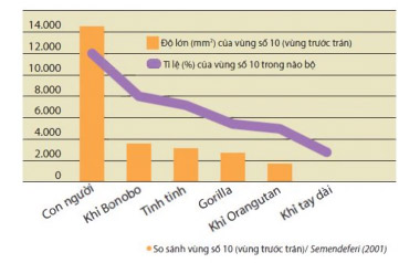 Độ lớn vùng số 10