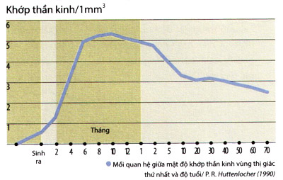 Khớp thần kinh và độ tuổi