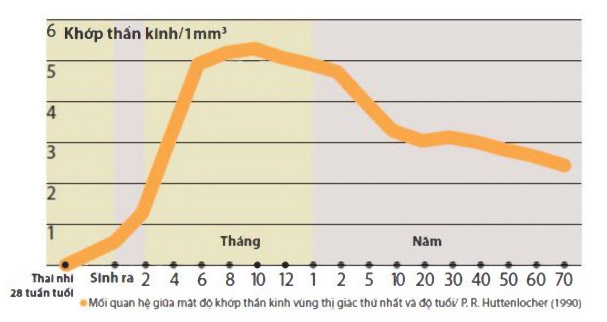 Khớp thần kinh và độ tuổi