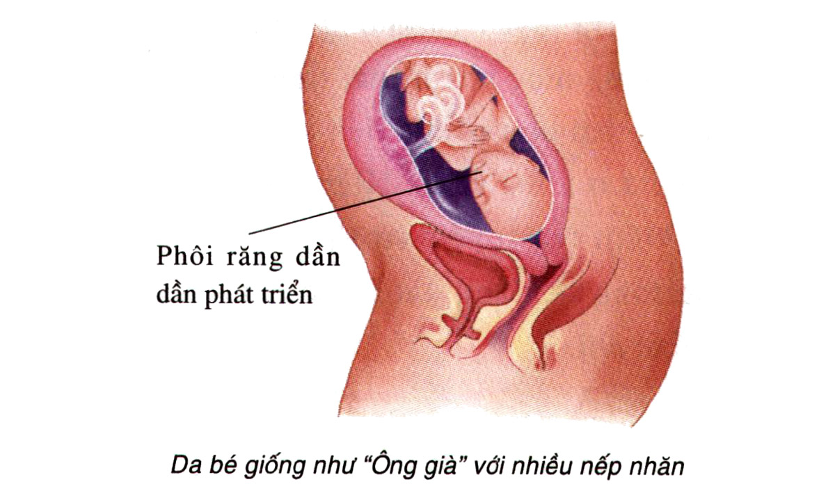 Sự phát triển của thai nhi tuần 22
