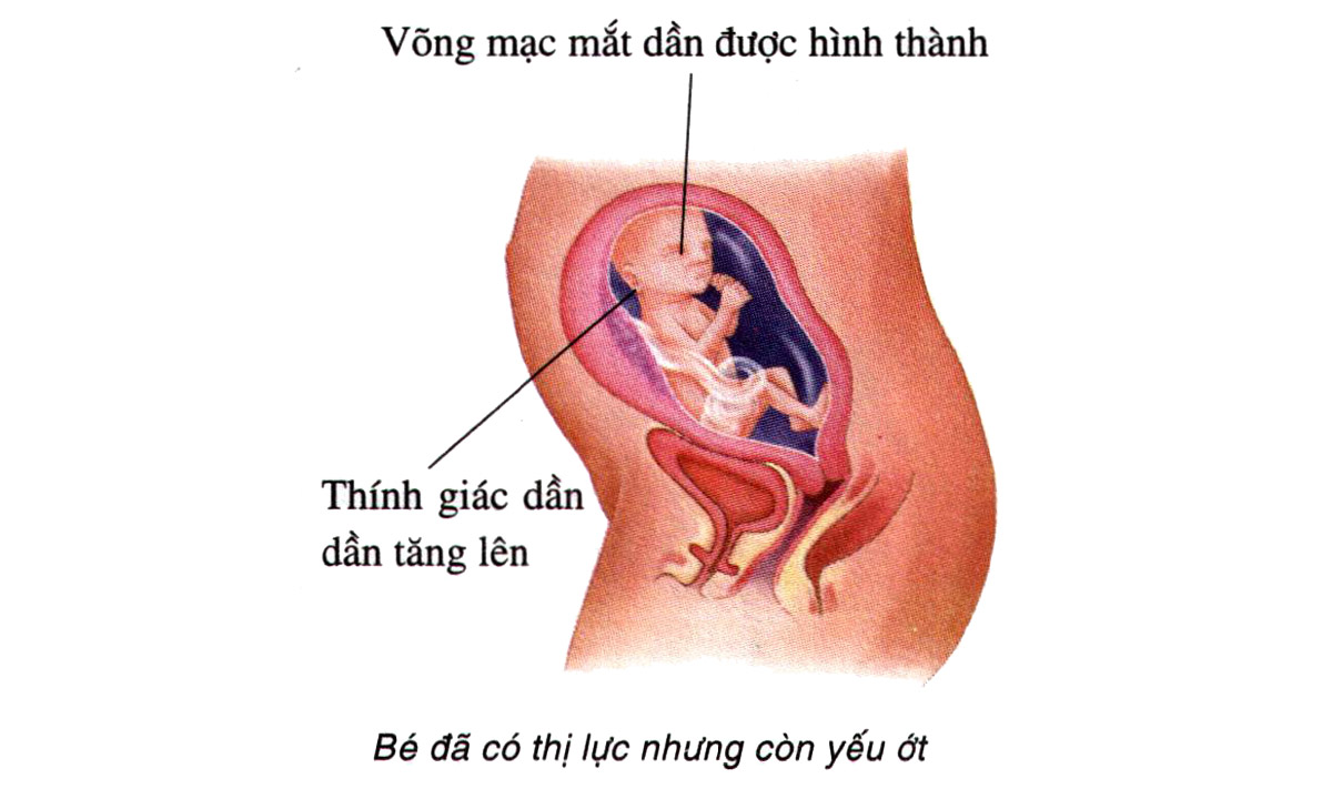 Sự phát triển của thai nhi tuần 23