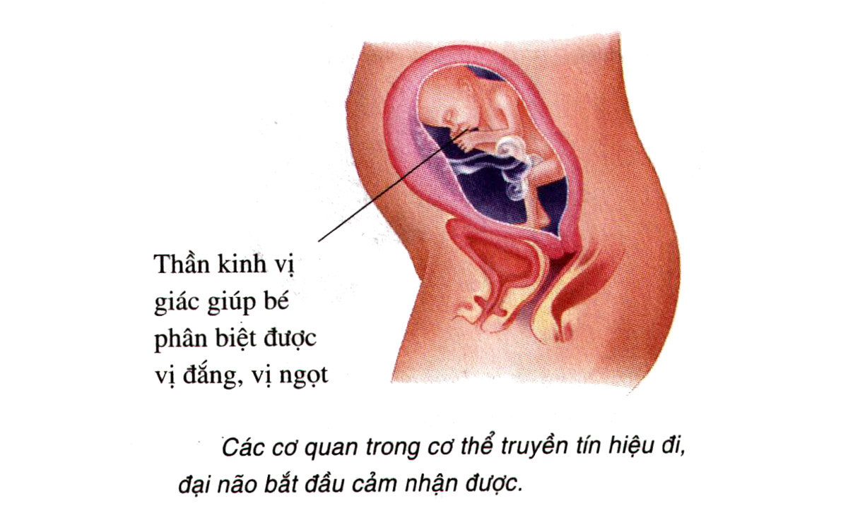 Sự phát triển của thai nhi tuần 24
