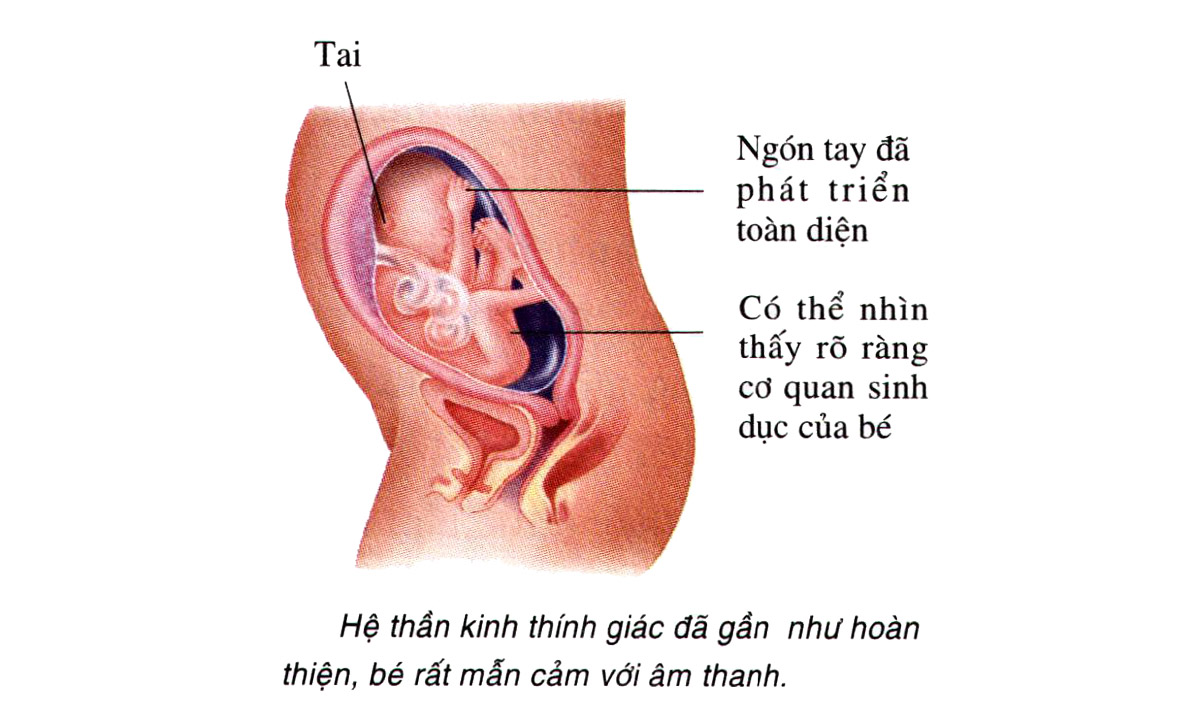 Sự phát triển của thai nhi tuần 26