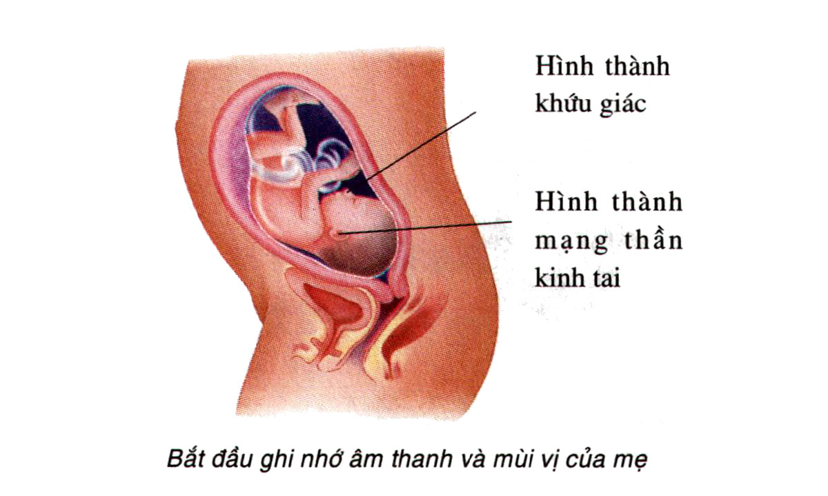 Sự phát triển của thai nhi tuần 27