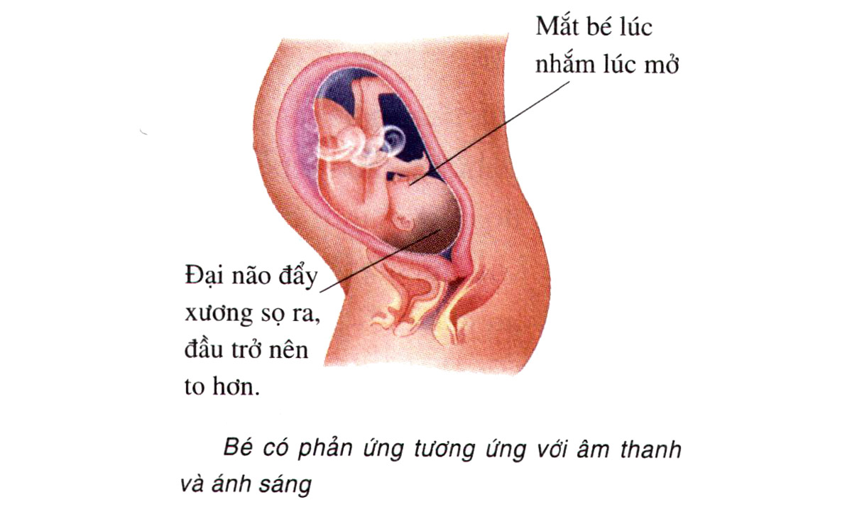 Sự phát triển của thai nhi tuần 30