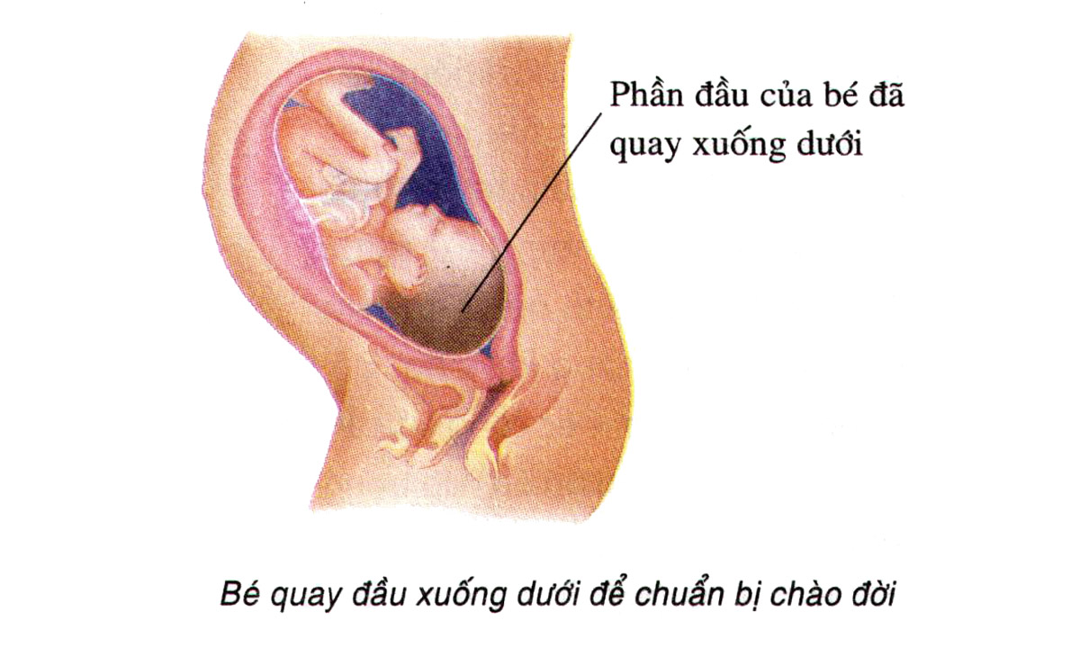 Sự phát triển của thai nhi tuần 32