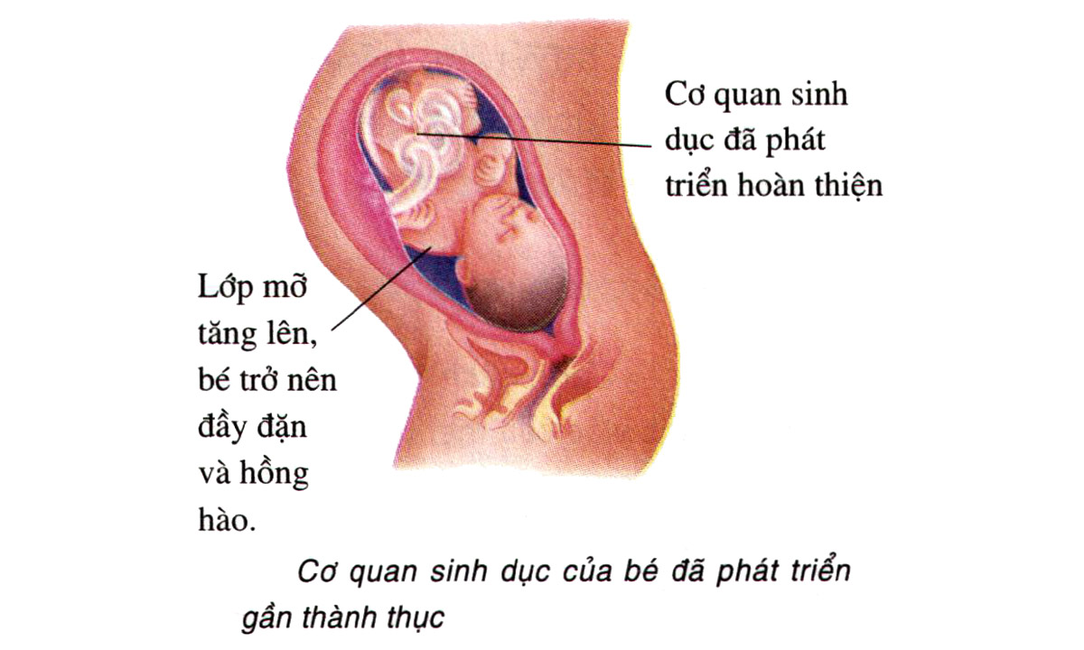 Sự phát triển của thai nhi tuần 33