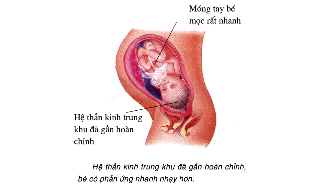 Sự phát triển của thai nhi tuần 35-36