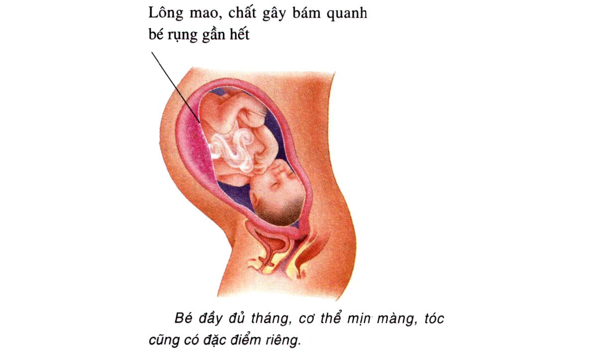 Sự phát triển của thai nhi tuần 37-38