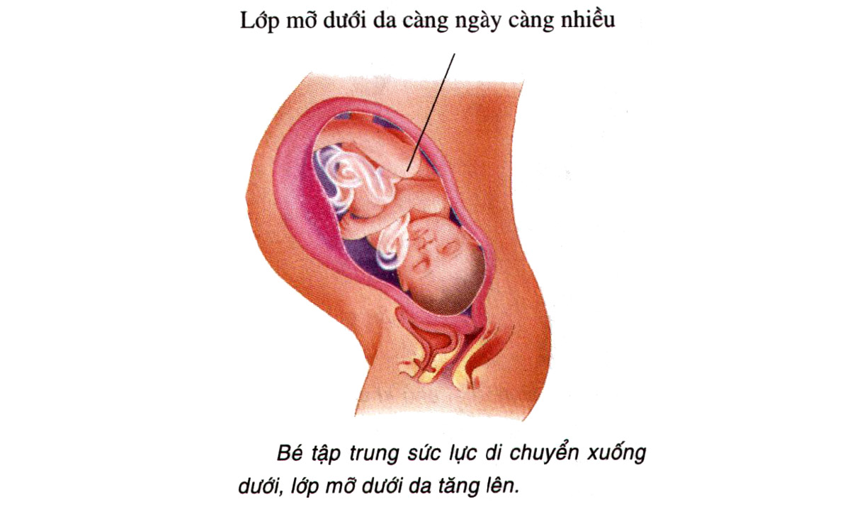 Sự phát triển của thai nhi tuần 39-40