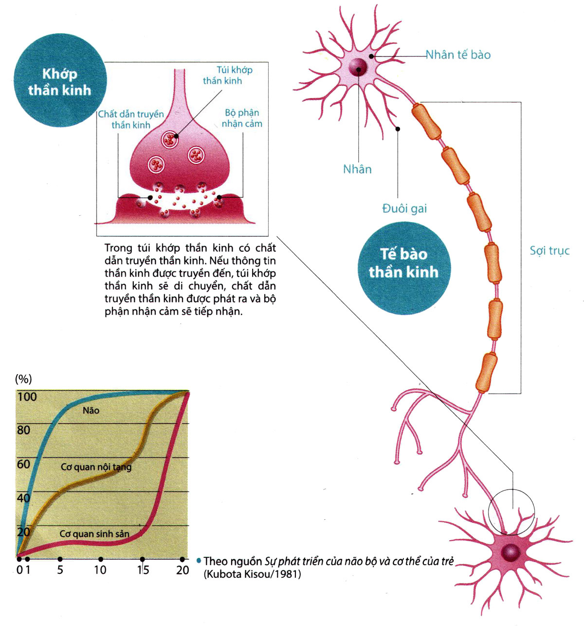 Tế bào thần kinh và khớp thần kinh ở trẻ em