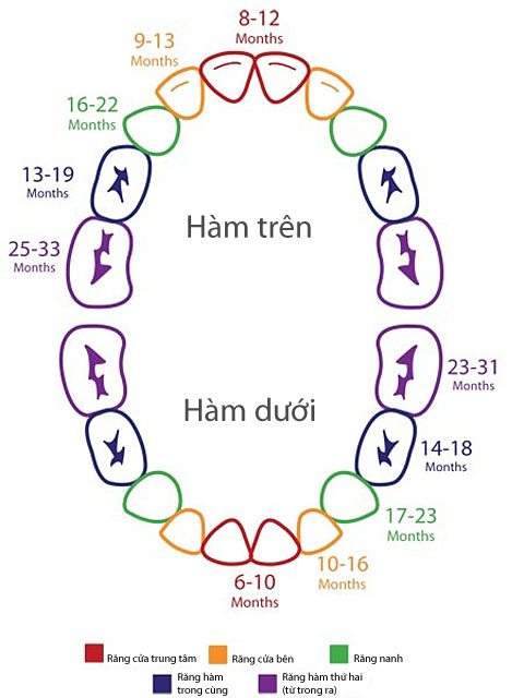 Thứ tự mọc răng