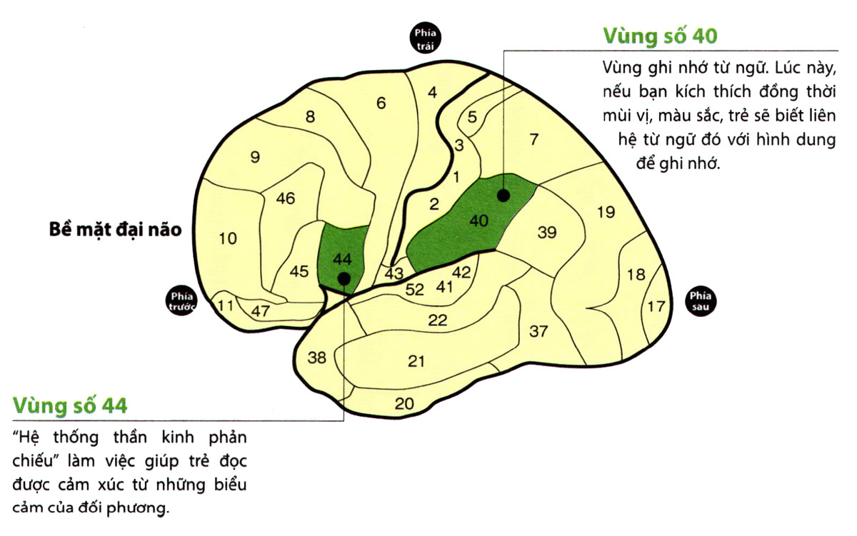 Vùng não ghi nhớ ngôn ngữ